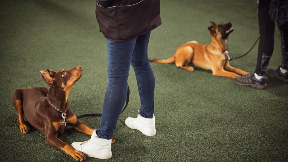 Ankara’da sahibiyle yürüyüş yapan köpek – LIMA standartlarında köpek eğitimi
