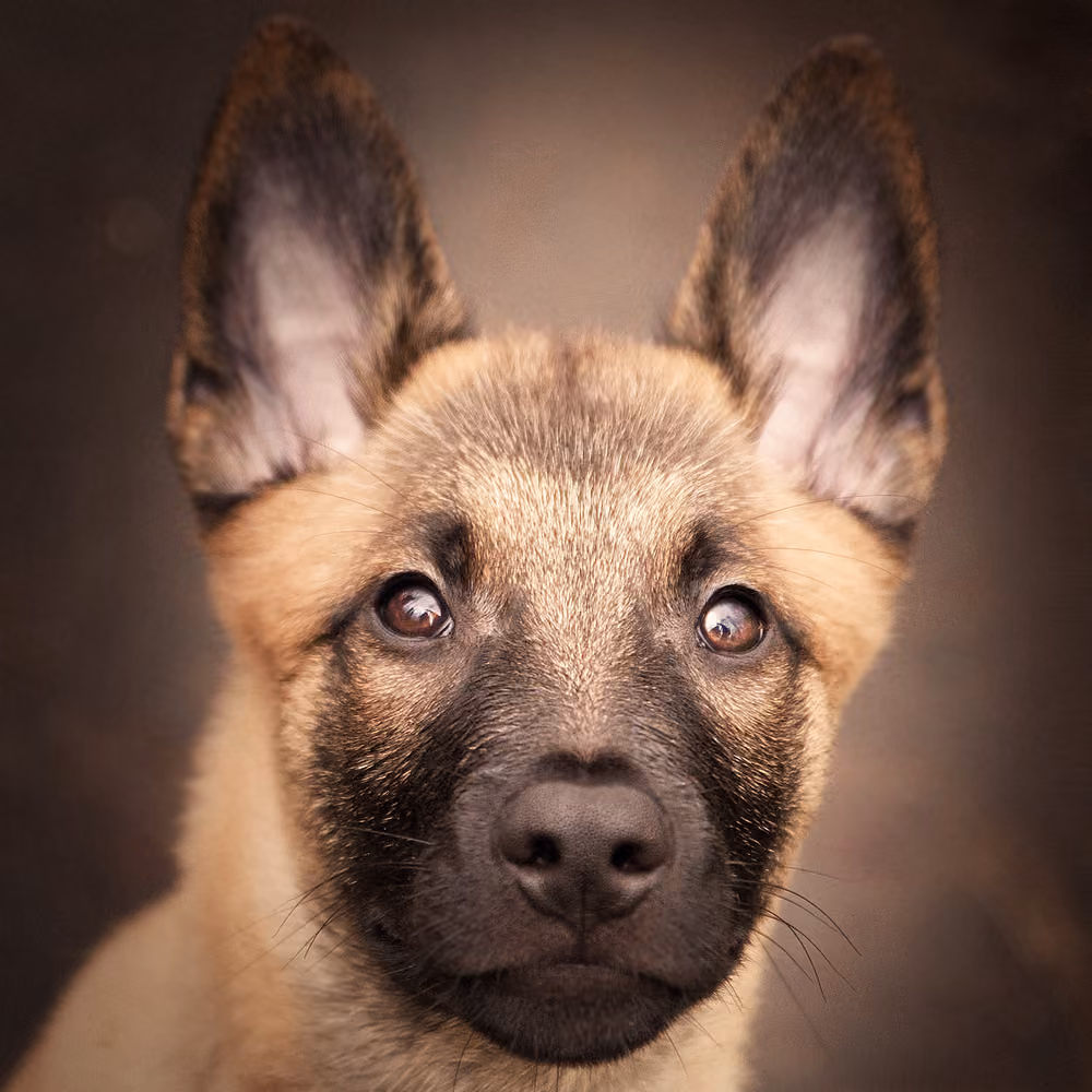 Köpeğin sinir sistemi ve biyolojik dengesi – biyolojik katman
