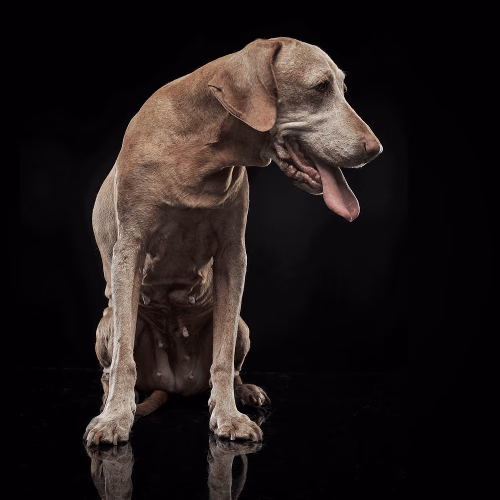 Korku ve kaygı içinde saklanan köpek – korku temelli davranış sorunları