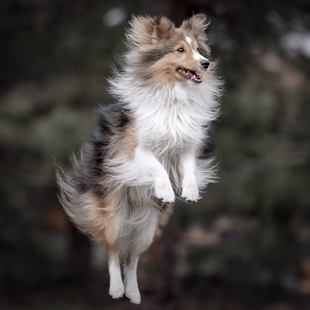 Aşırı heyecanla hareket eden köpek – aşırı uyarılma ve dürtüsellik