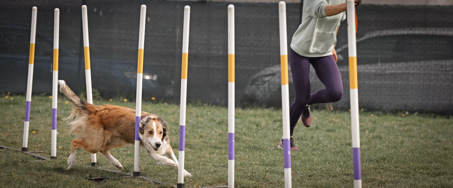 Slalom direkleri arasında koşan köpek ve eğitmeni – dinamik odak ve yetenek