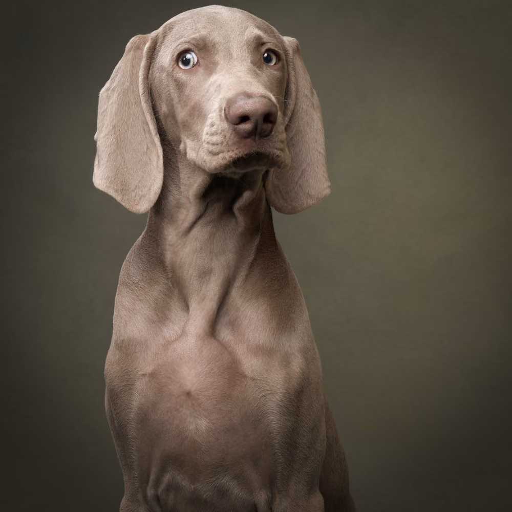 Merakla bakan köpek – Sıkça Sorulan Sorular